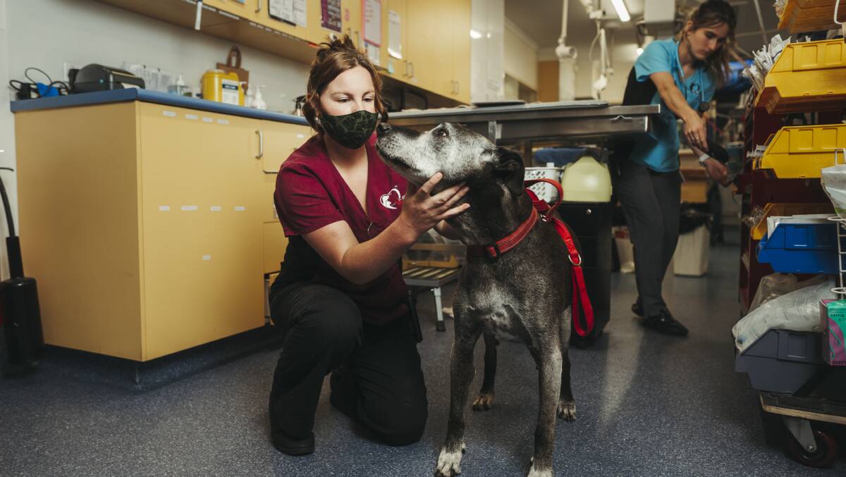 Veterinary nursing manager Sarah Cropper attends to a patient at Canberra Veterinary Emergency Services in Gungahlin. Picture: Dion Georgopoulos
