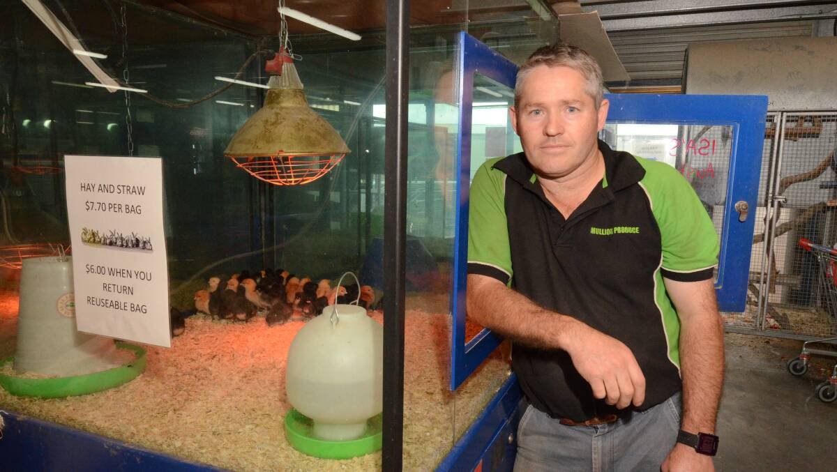 CHICKEN RUSH: Mullion Produce staff member Mathew Thurtell with day old chicks. Photo: JUDE KEOGH