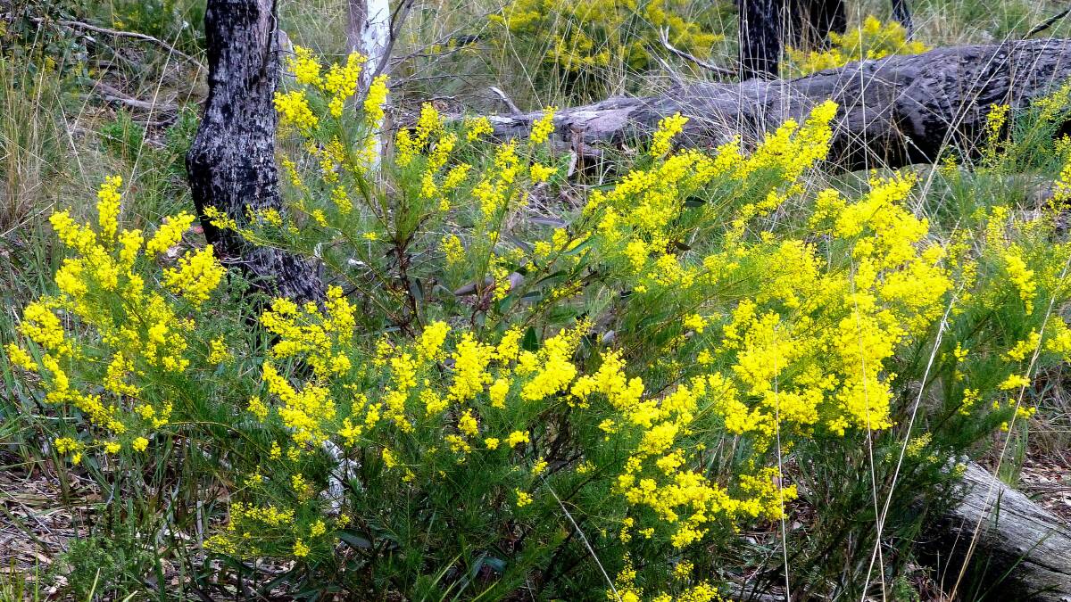 THREATENED SPECIES: Dr Richard Medd highlights importance of acacia meiantha in Mullion Range for National Threatened Species Day. Photo: JENNY MEDD
