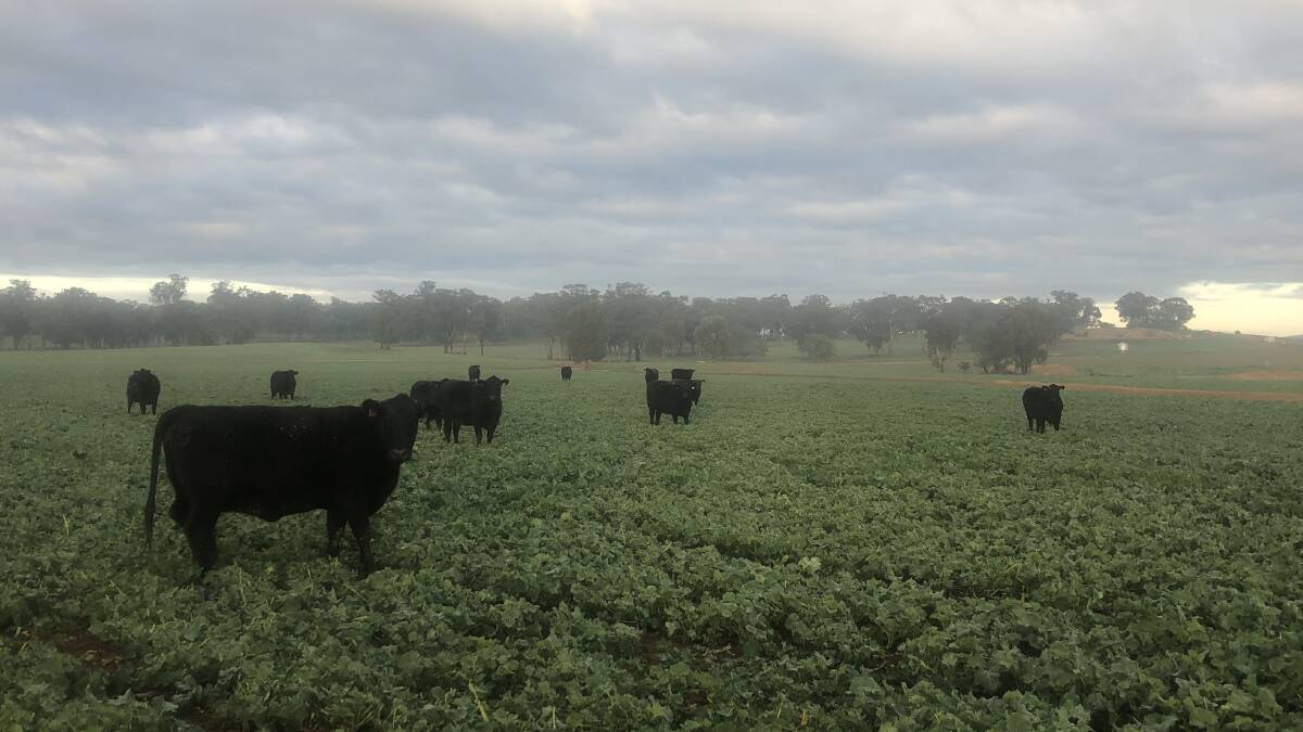 FLUSH OF FEED: Cattle grazing on brassica feed in Central Tablelands. Photo: EMILEE JOHNSTONE