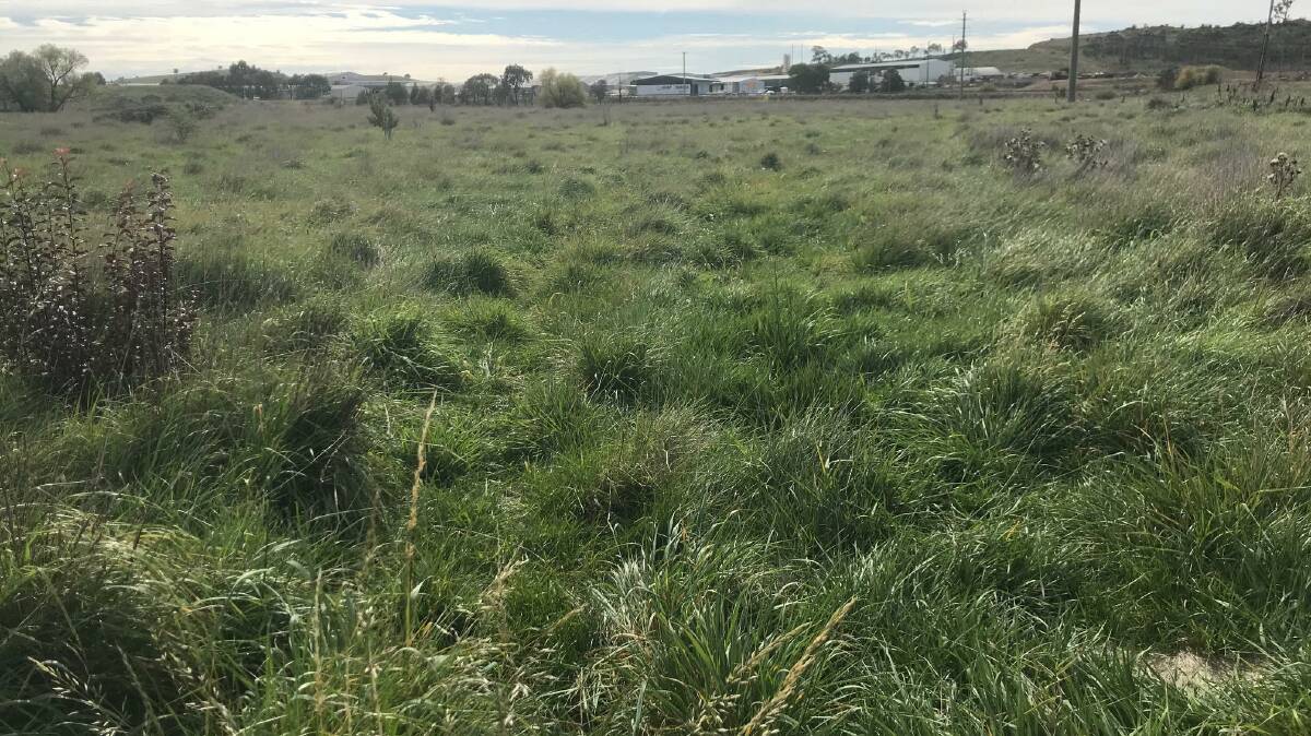 WATER SOURCE: A new wetland adjacent to Blackmans Swamp Creek. Photo: SUPPLIED