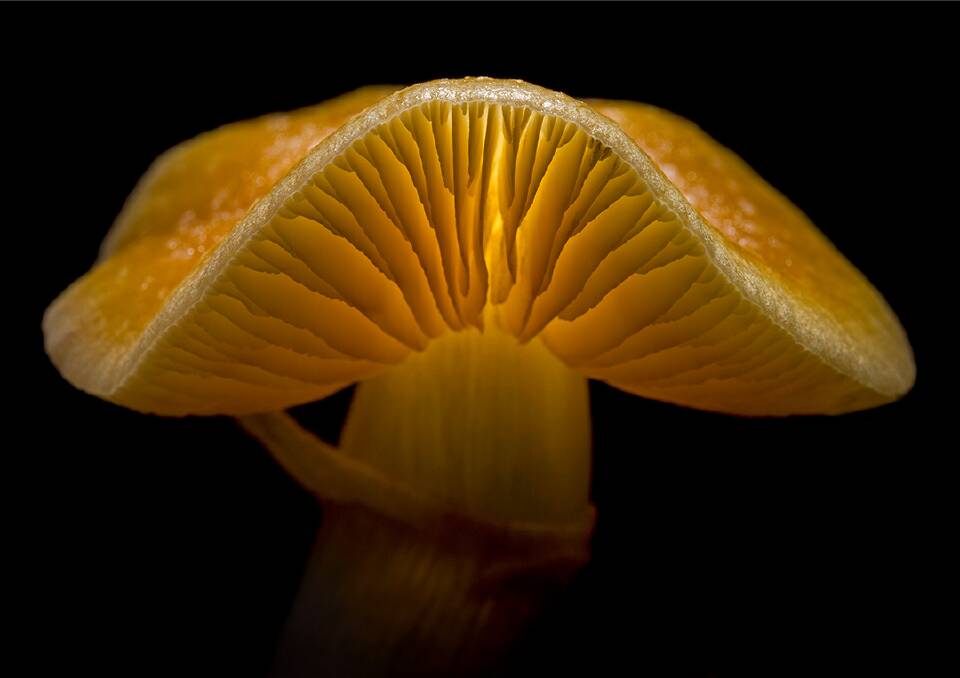 GROOVY: Psilocybe cubensis, or golden top, is one of the 