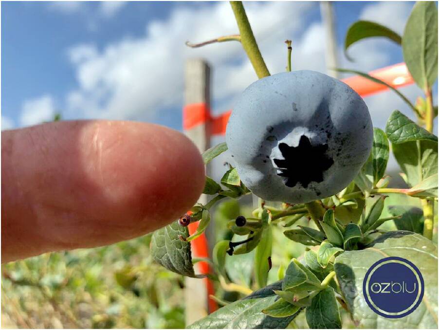 BIG'UN: The World’s Heaviest Blueberry, according to the Guinness World Records, as grown in WA by OZblu blueberries. 
