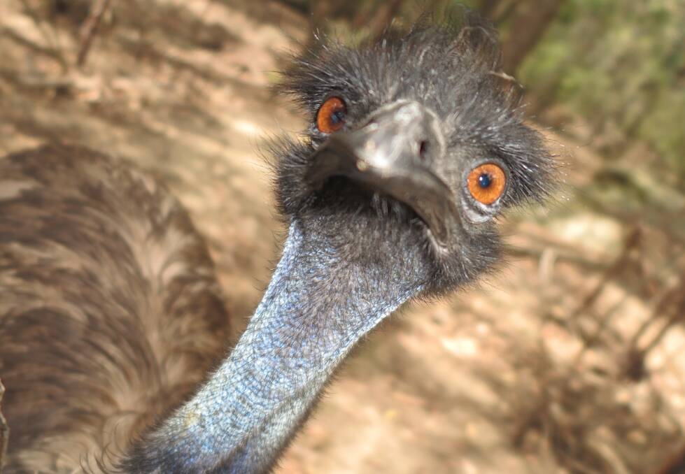 Emus keep an eye on things at Secret Creek Cafe and Animal Sanctuary.