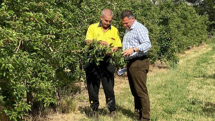 RIPE FOR PICKING: Phil Donato with local orchardist Rob Armstrong. Seasonal workers are essential for our agricultural sector. Photo: CONTRIBUTED