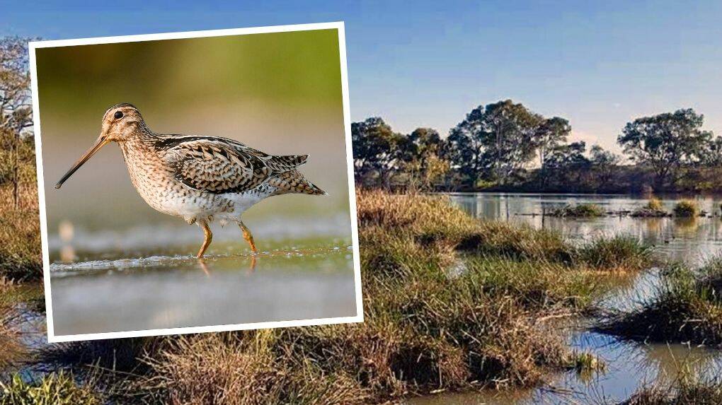 Migratory Bird Day: Wetlands across Orange are vital part of the Latham's Snipe migratory stop over as the birds travel south to avoid the northern hemisphere's winter. Photo: FILE