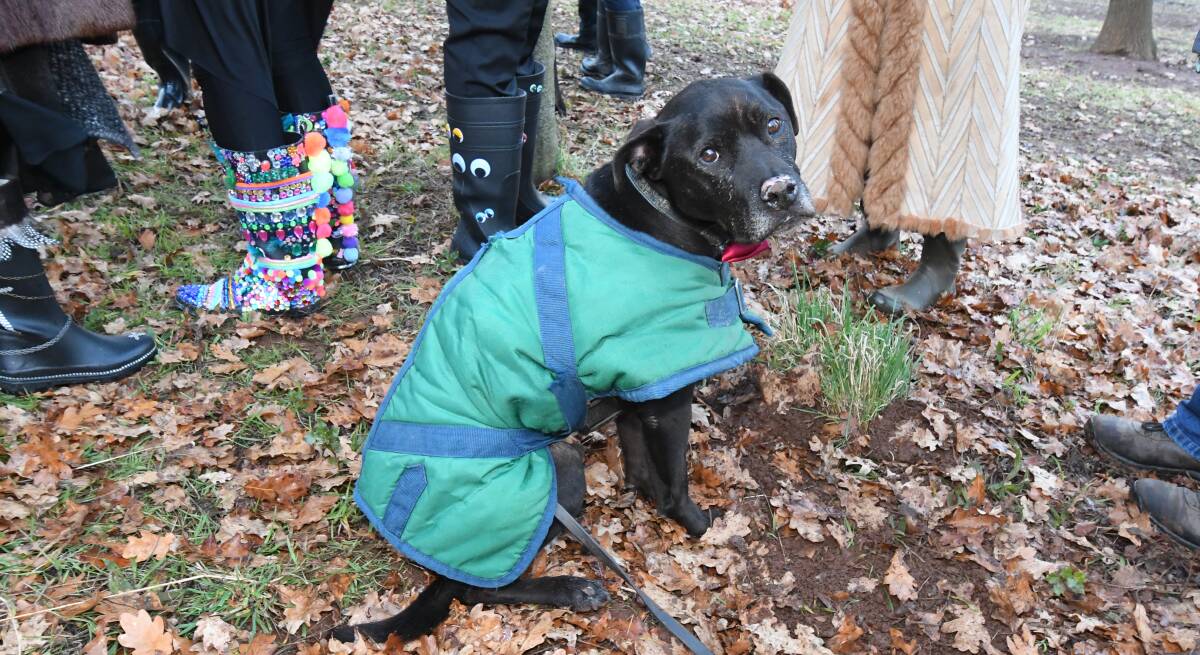 THIS WEATHER'S RUFF: Bailey the truffle dog was rugged up during the cold snap that hit Orange over the weekend. Photo: JUDE KEOGH