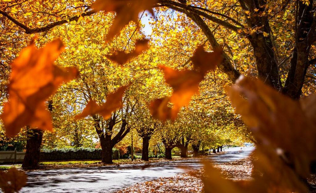 SPECIAL MENTION: Jessica Wright's An Autumn Orange photo, which featured in the RDA Central West photography competition. Photo: SUPPLIED