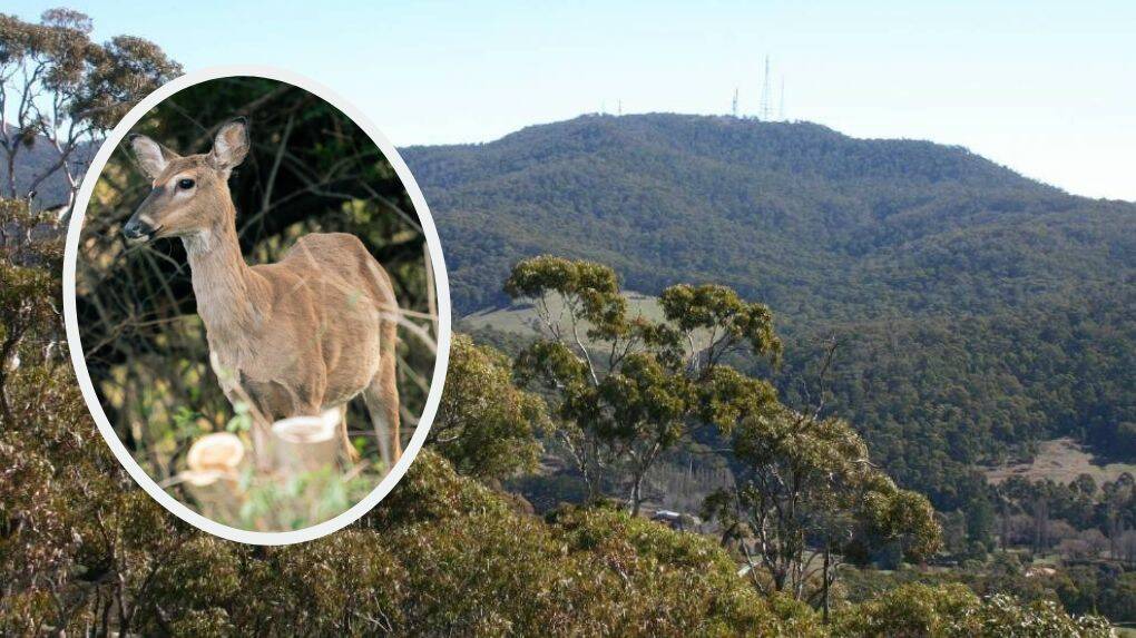 EXPLODING: NSW Agriculture Minister Adam Marshall says there are "a number of options on the table to manage the state's increasing deer population". Photo: FILE