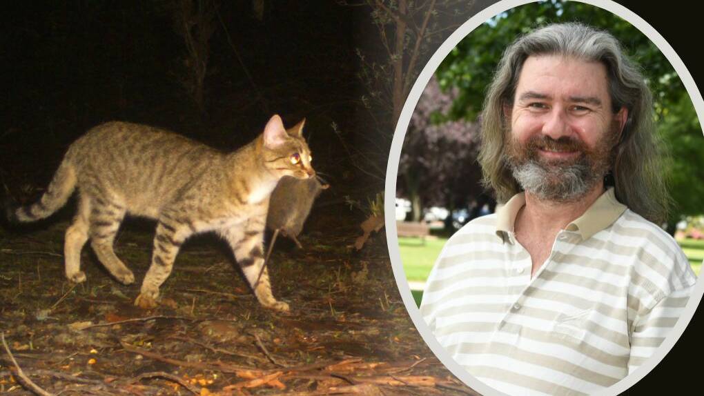 Surge in feral cat population 'a risk to native wildlife'