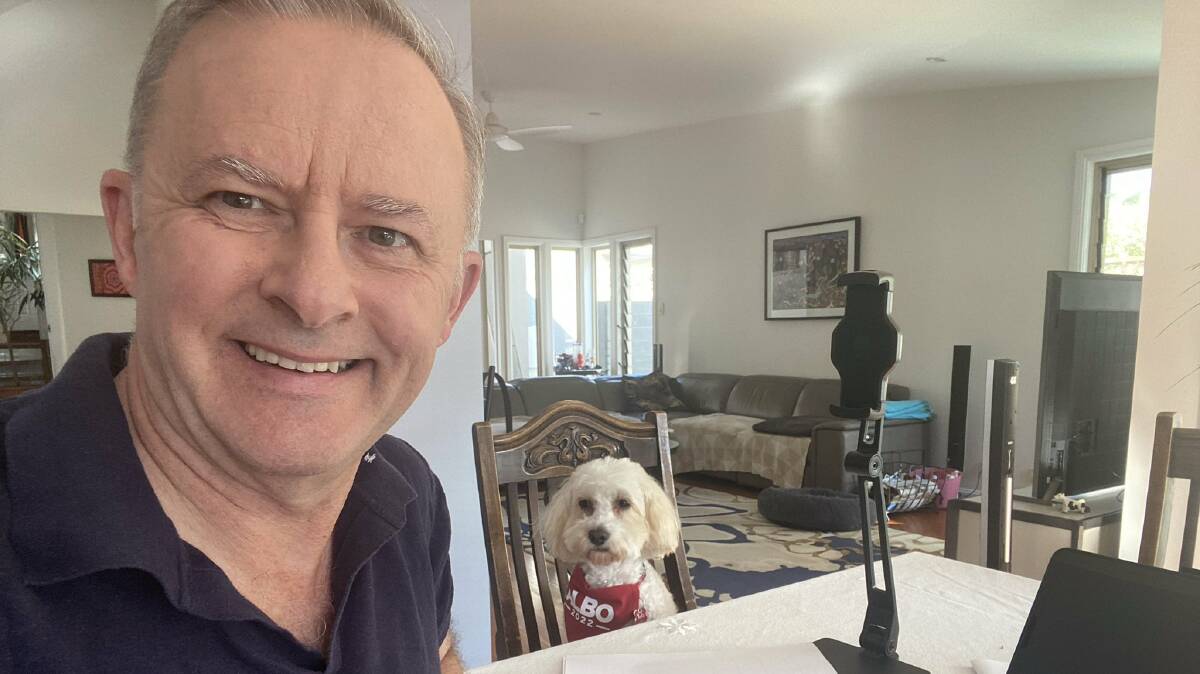 OUT OF ACTION: Opposition leader Anthony Albanese has been in isolation with his dog Toto over the last week after picking up COVID-19. Photo: ANTHONY ALBANESE TWITTER