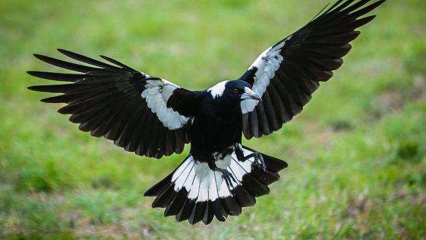 SWOOP: Magpies are beginning to swoop as the weather warms up. Photo: FILE