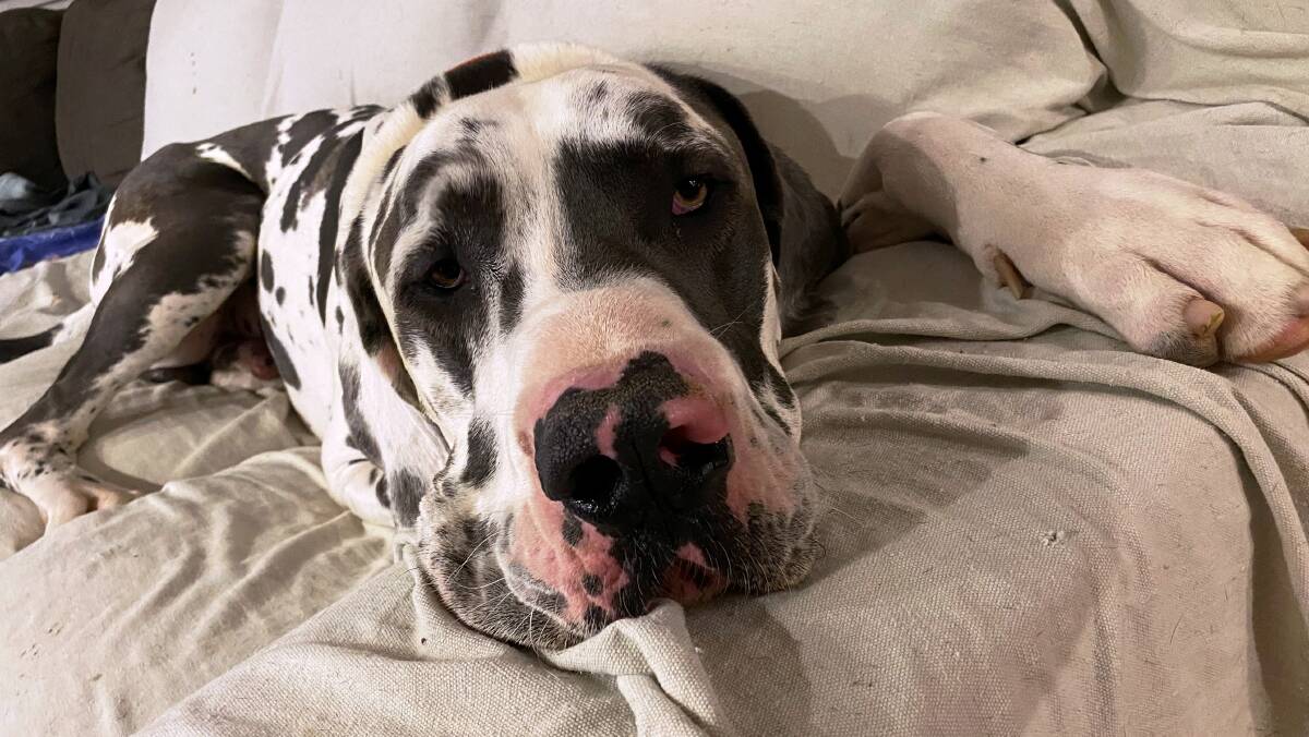 PIC: People can give their dogs fast names. This Great Dane owned by Daryl Thomas is called Enzo Ricciardo after Enzo Ferrari and Aussie F1 driver Daniel Ricciardo.