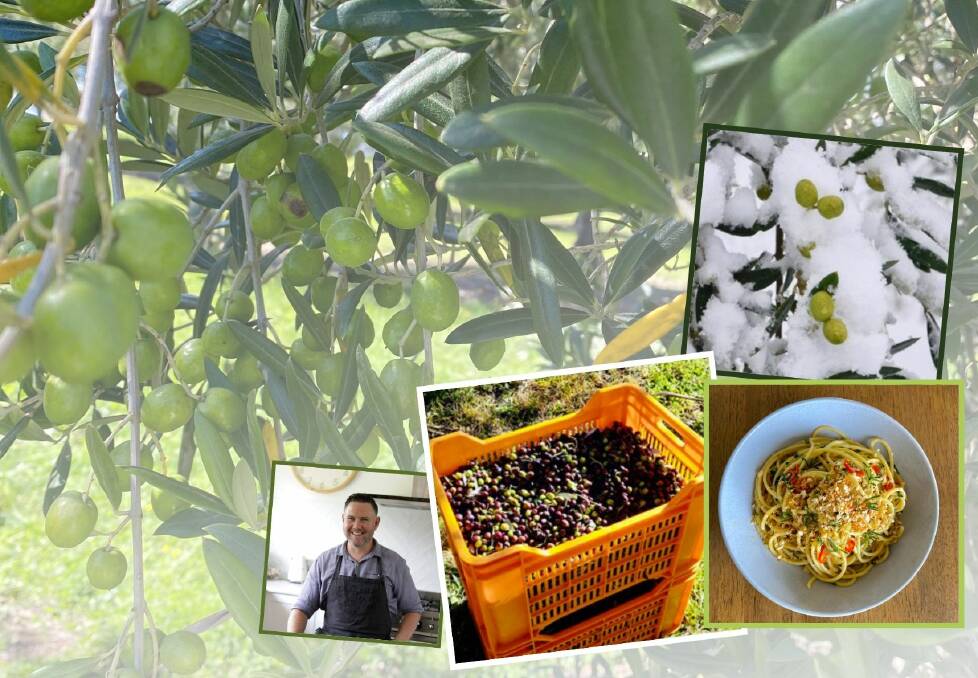 COOL OLIVES: Manzanilla olives on the tree and (insets, clockwise) olives in the snow, Aglio e Olio dish, a bin full of olives and chef Richard Learmonth. Photos: CONTRIBUTED