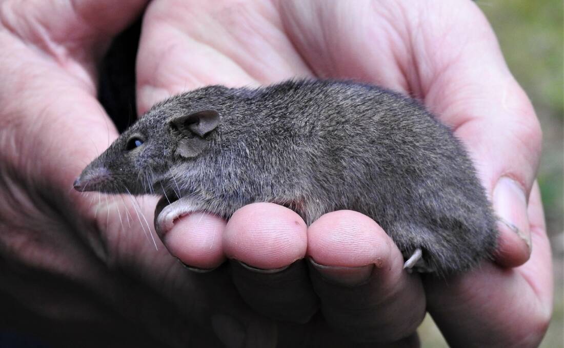 CRITICAL: The marsupial mouse, Antichinus, can be found in the Mount Canobolas State Conservation Area. Photo: CONTRIBUTED