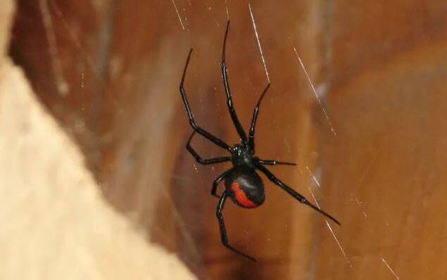 CREEPING AROUND: Chad Bailey of X-Termin8 Pest Control said he's noticed more redback spiders in recent times. Photo: FILE