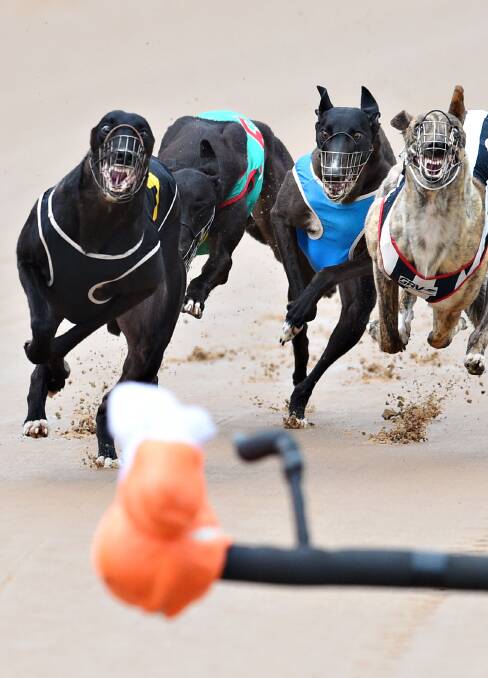 ON TOUR: Labor leader Luke Foley is holding up his end of the bargain by visiting greyhound tracks state wide. Photo: GETTY IMAGES