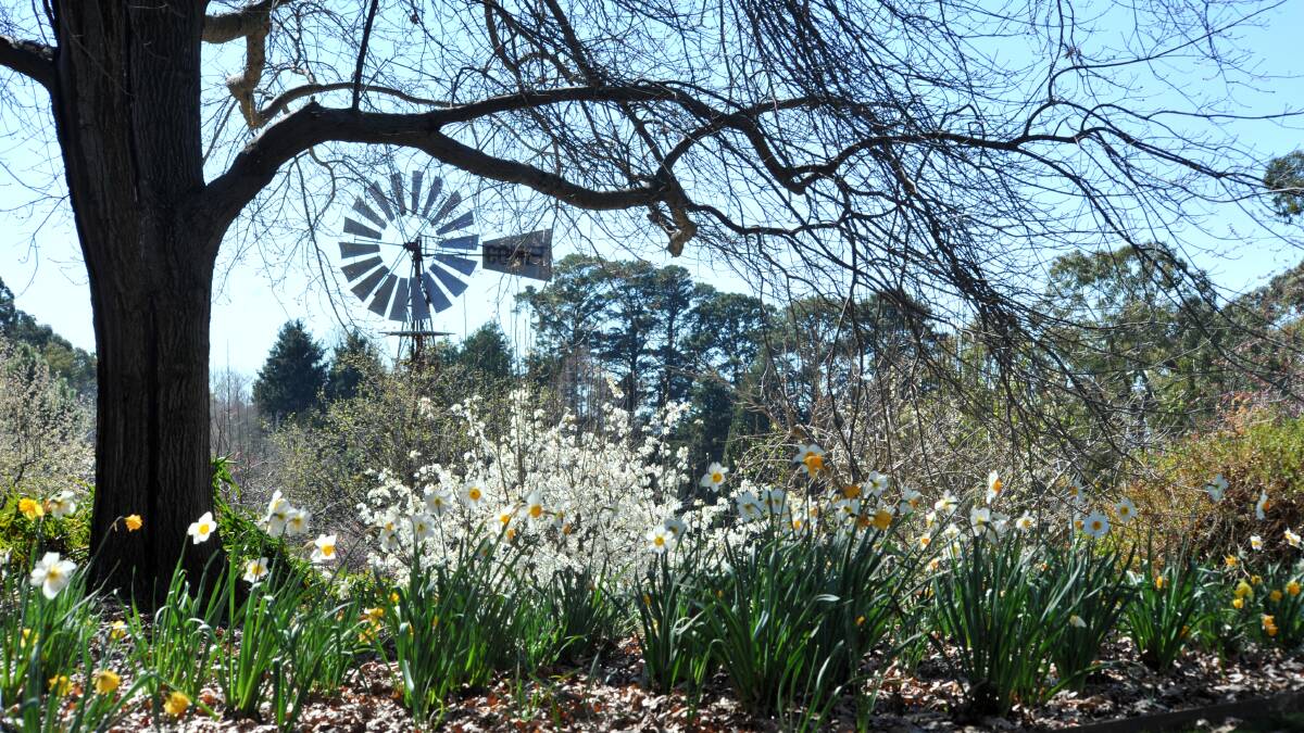 STUNNING: The botanic gardens is one of the city's most picturesque green spaces.. Photo: CARLA FREEDMAN