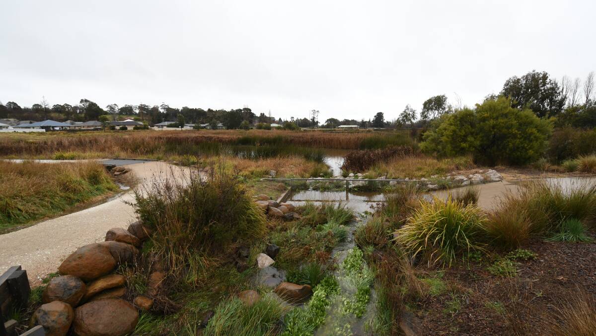 WET: Ploughman's Wetlands enjoyed a big drink last week, and our city's dam levels continue to rise as a result as well. Photo: CARLA FREEDMAN