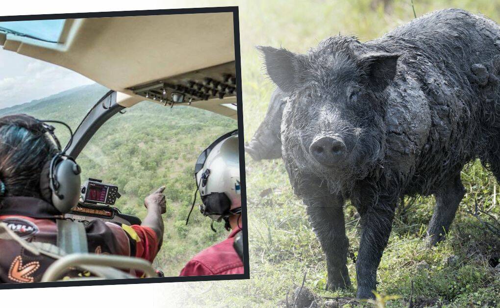 Feral pigs have been culled in their thousands across NSW so far in 2022. Photo: SHUTTERSTOCK