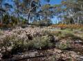 The heath-land at the Walls on Mount Canobolas, that, Nick King says, needs to be protected from exploitive nature based tourism. Photo: HELMUT BERNDT
