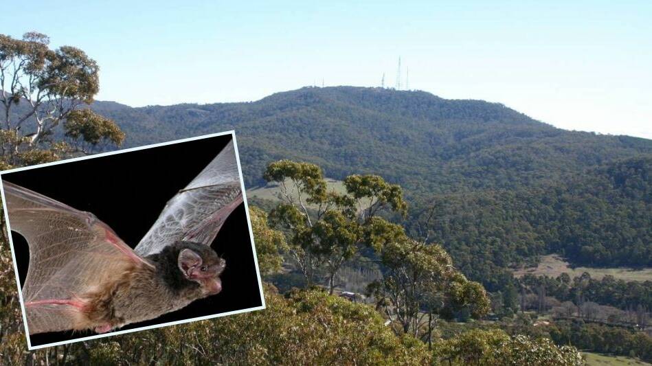 DIVERSE SPECIES: Central Tablelands Landcare undertakes microbat anabat survey and discovers three threatened species around Orange and Molong. Photo: MICHAEL PENNAY