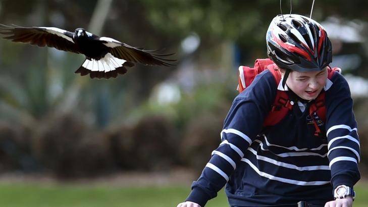 SWOOP: It's a tough job avoiding the bombing magpies this time of the year. Photo: FILE