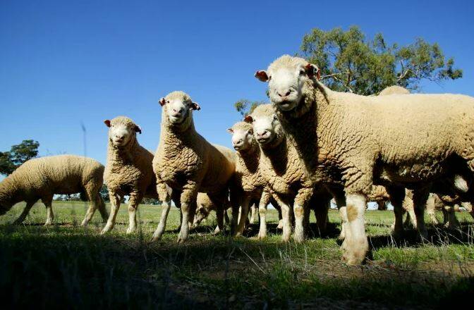 A sheep graziers warning has been issued for Orange and parts of the Central Tablelands. 