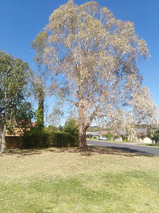 What you see is a previously healthy eucalypt growing in Beech Park. Picture supplied.