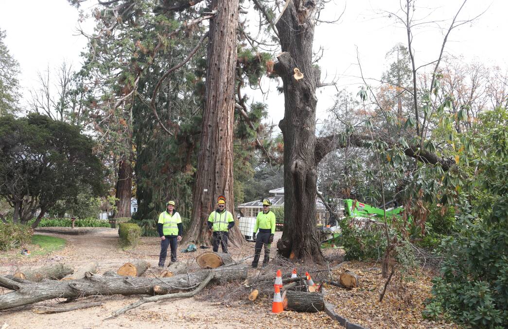 TREE REMOVAL: Zac Pavy, Brad Parsons and Mike Collett helped remove the unstable tree. Photo: CARLA FREEDMAN