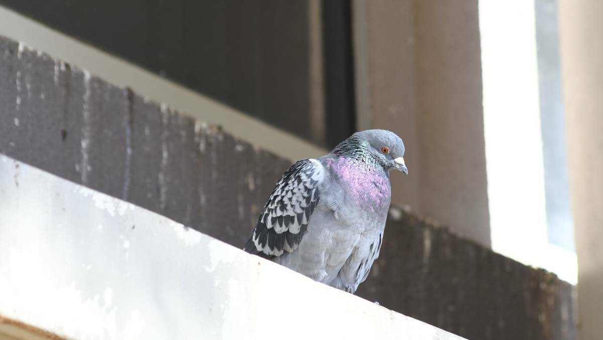 CULL: Bathurst Regional Council has worked to cull the pigeon population leaving a mess in its CBD. 
