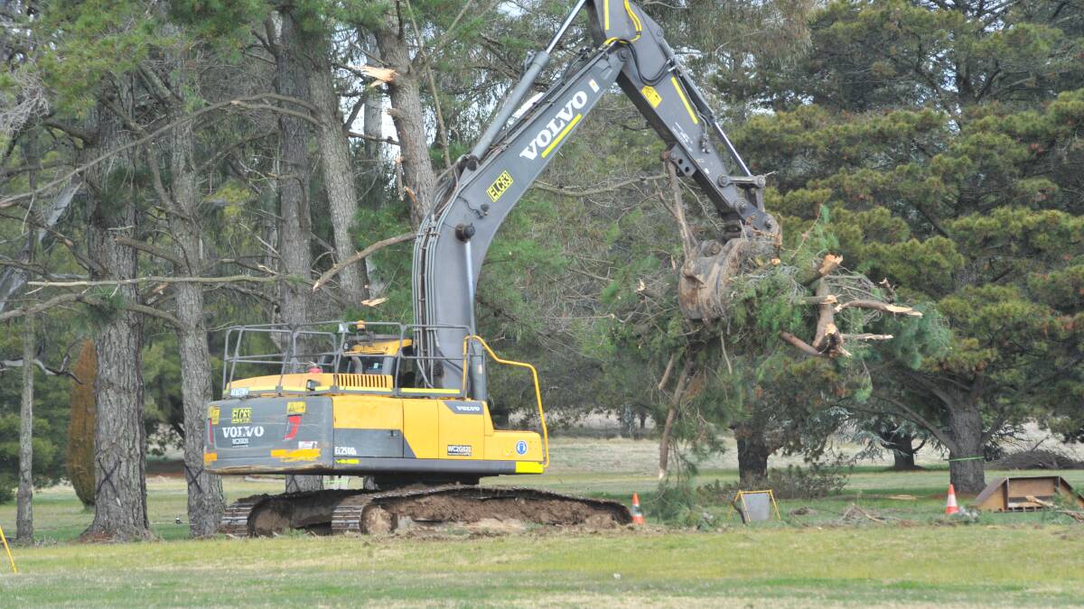 TIMBER: Trees at Bloomfield are making way for the new sporting precinct at the venue, but some people are lamenting their loss. Photo: JUDE KEOGH