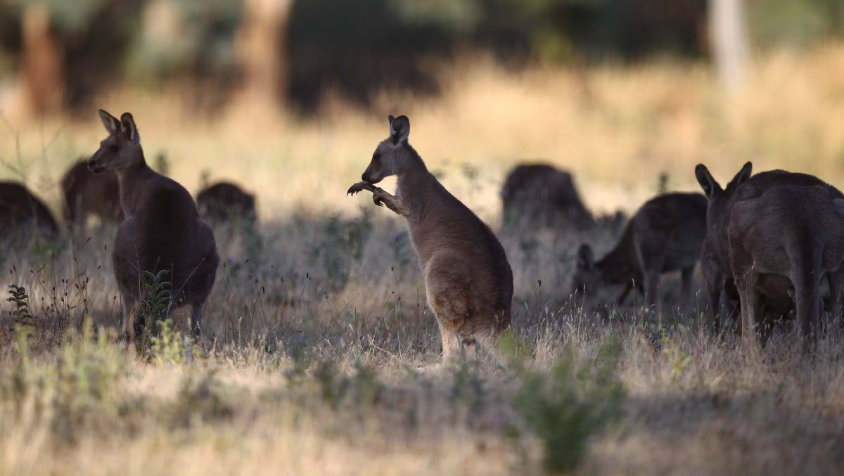 ROOS: There's no shortage of kangaroos on the iconic mountain. Photo: PHIL BLATCH