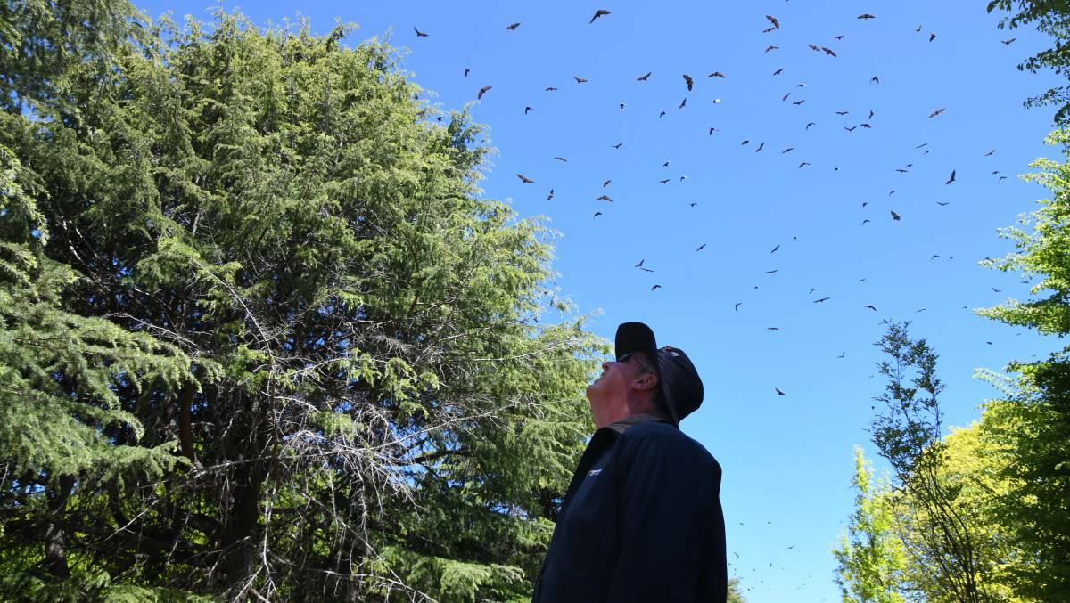 Nigel Hobden looks at the bats spotted near the Wirraburra Walkway. Picture by Carla Freedman
