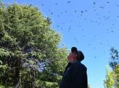 Nigel Hobden looks at the bats spotted near the Wirraburra Walkway. Picture by Carla Freedman
