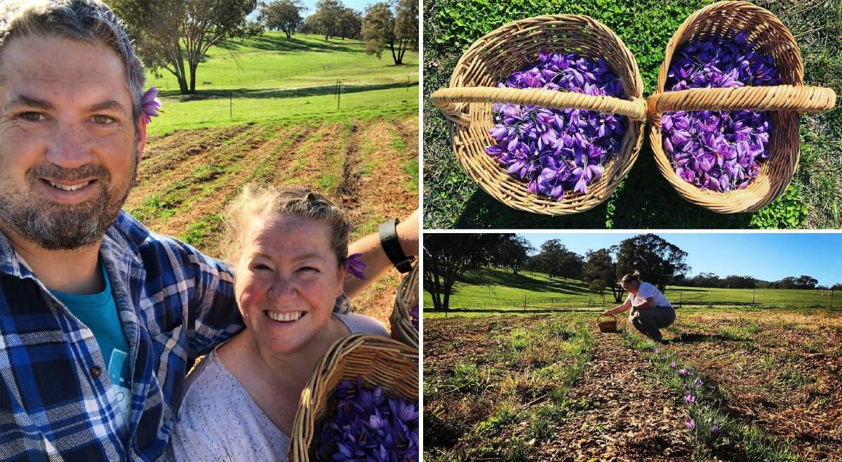 TIME TO PICK: Angela and Brendan Argyle of Argyle Australian Saffron, where they grow and harvest saffron. Photos: CONTRIBUTED 