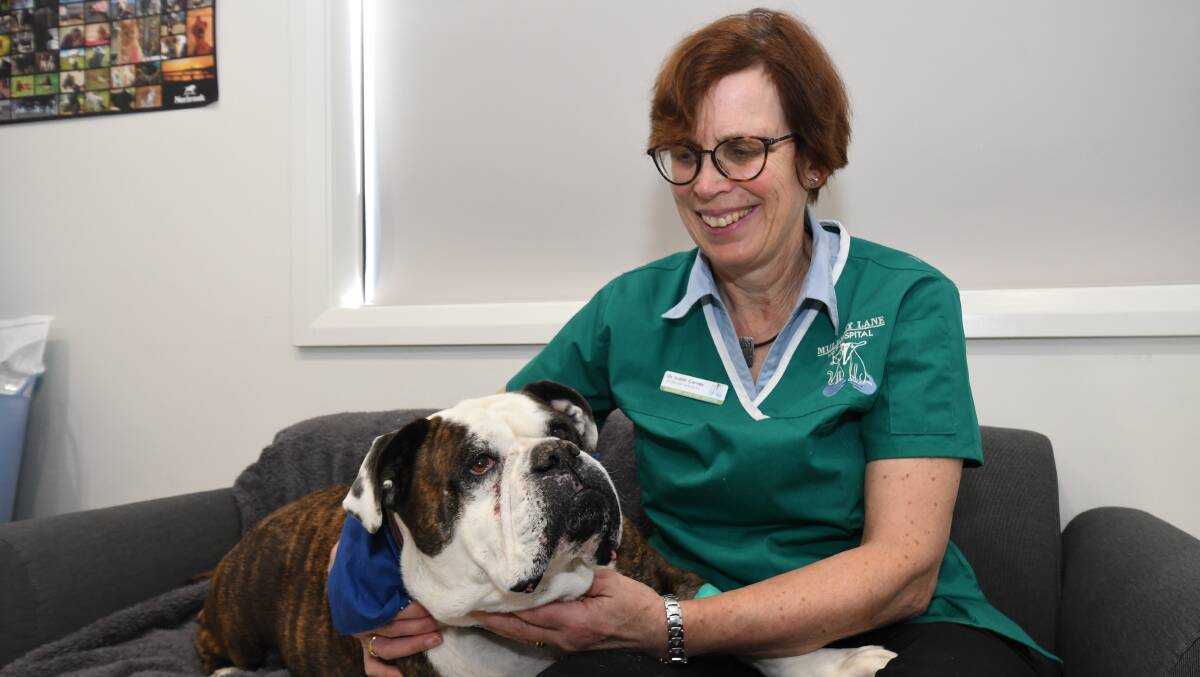 YOU ATE WHAT?: Mia with Mulberry Lane Vet Hospital veterinarian Judith Carney. Photo: JUDE KEOGH