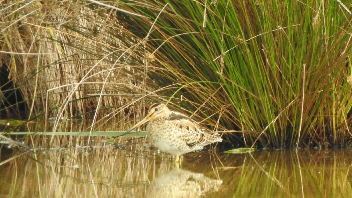  WELCOME BACK: The Latham's Snipe has returned to Orange's wetlands - including Ploughman's Wetlands - where they'll call home up until early Autumn. Photo: Rosemary Stapleton