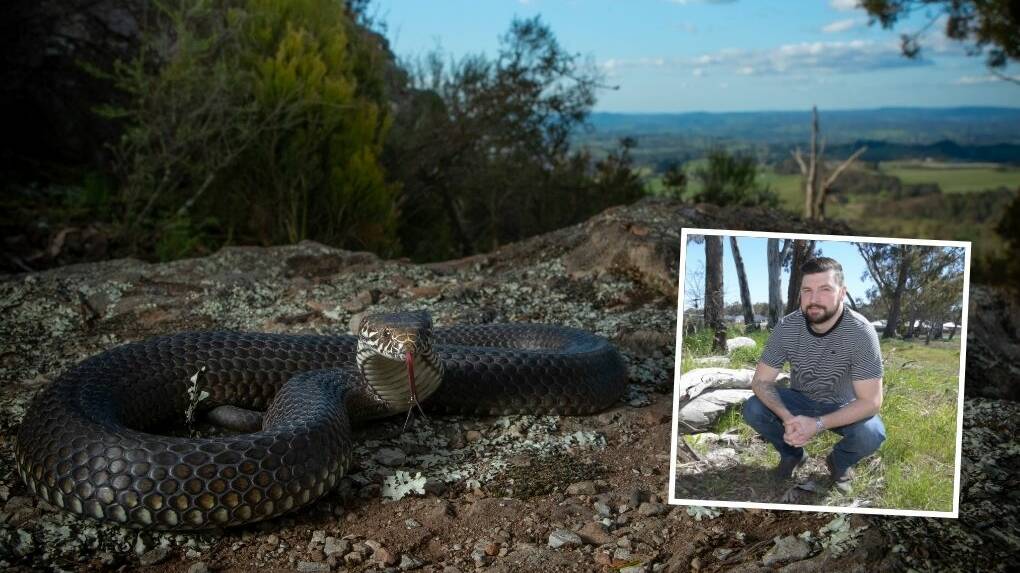 SUNBAKING: A Highland Copperhead snake has a great view on Mount Canobolas, and was snapped by (insert) Jake Hansen. Photo: JAKE HANSEN. 