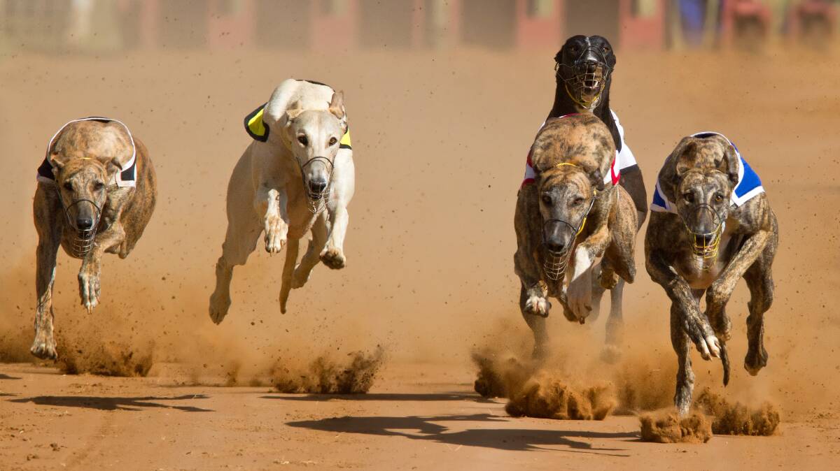 Greyhounds on track. File picture.