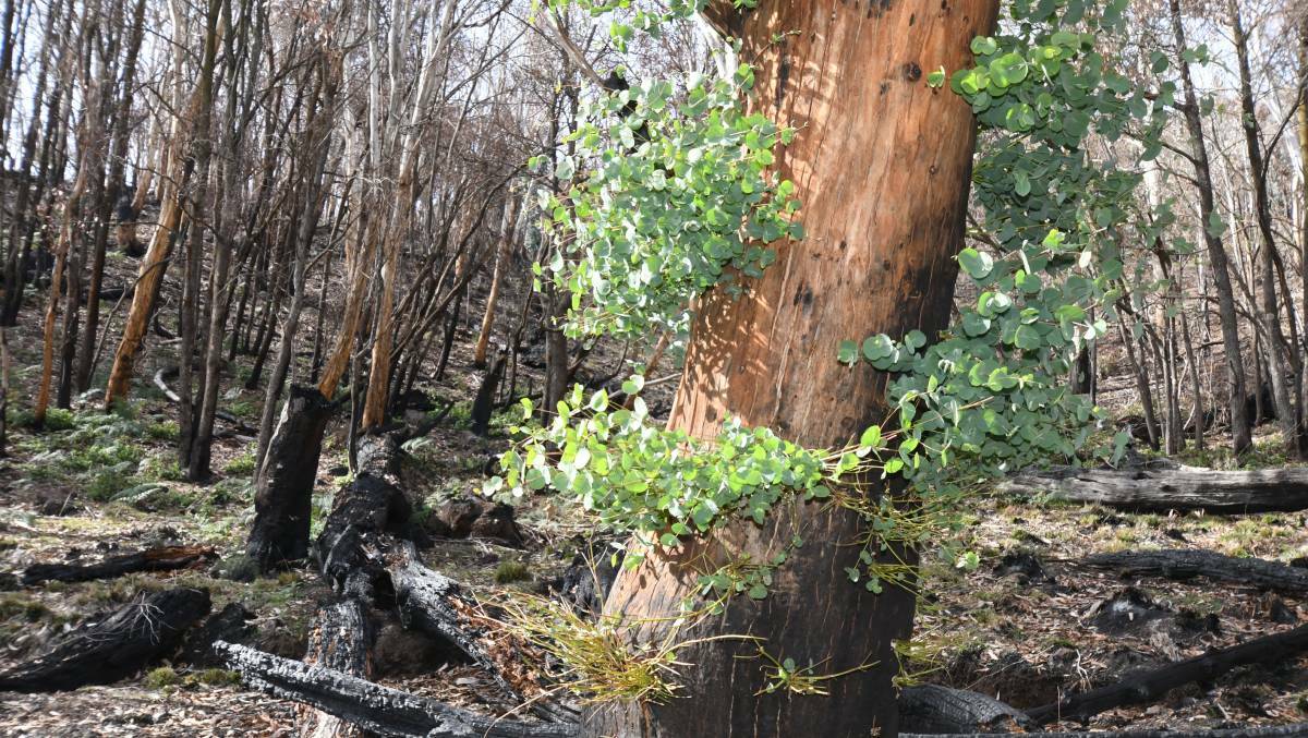 Areas of Mount Canobolas showing regrowth following the 2018 bushfires in the region.