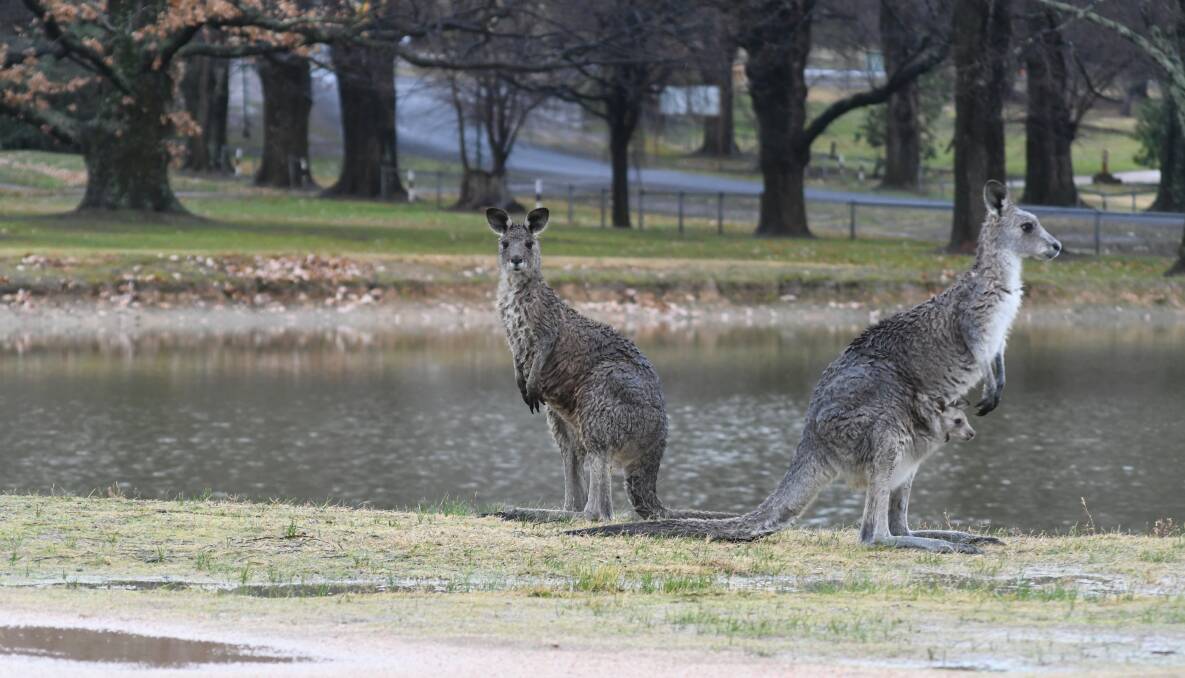HEY, SKIP: Kangaroos at the old Country Club golf course enjoy the damp conditions on Sunday morning. Photo: CARLA FREEDMAN