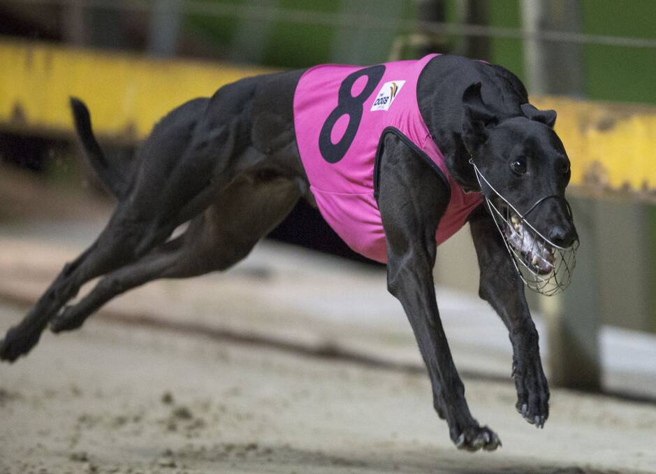 FEEL THE FURY: Cowra-trained star Falcon’s Fury looks among the ones to watch in Friday night’s Ladbrokes Dubbo Gold Cup heats. Photo: THEDOGS.COM.AU