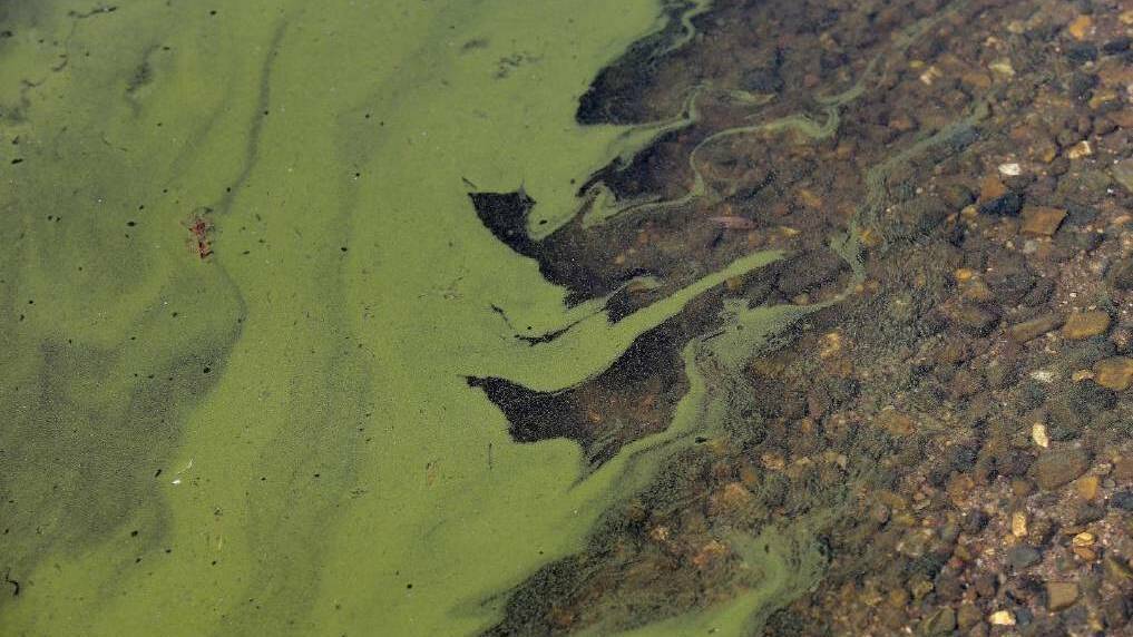 Red alert for blue-green algae at Burrendong Dam