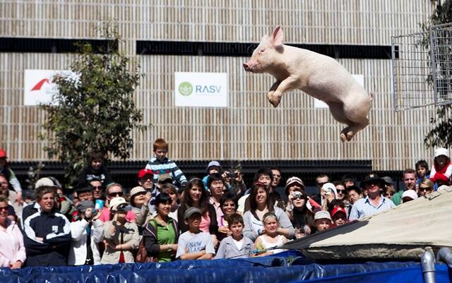 FLYING PIG: Diving pigs and racing pigs from MTV Racing will entertain families at the Australian National Field Days from Thursday to Saturday. Photo: SUPPLIED