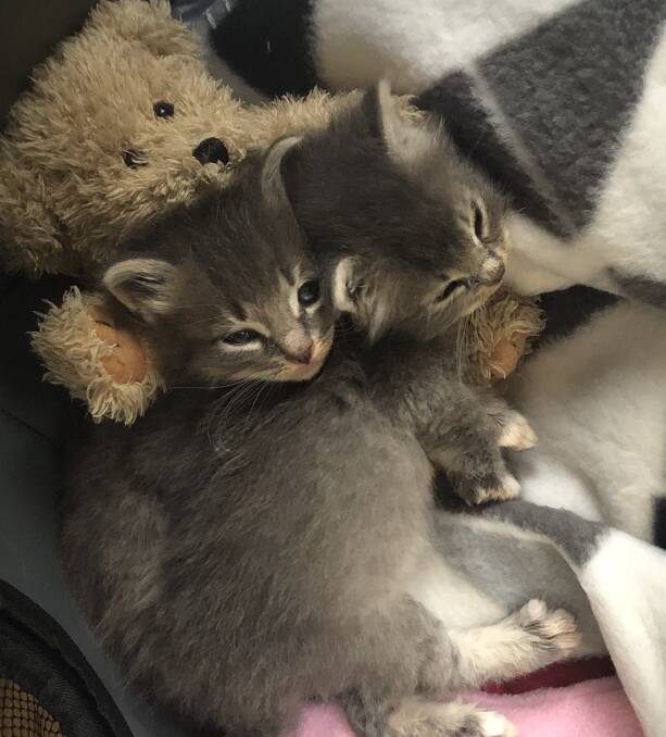 TINY SISTERS: Katy and Gemma were found near a school and are ready for pre-adoption. Photo: SUPPLIED