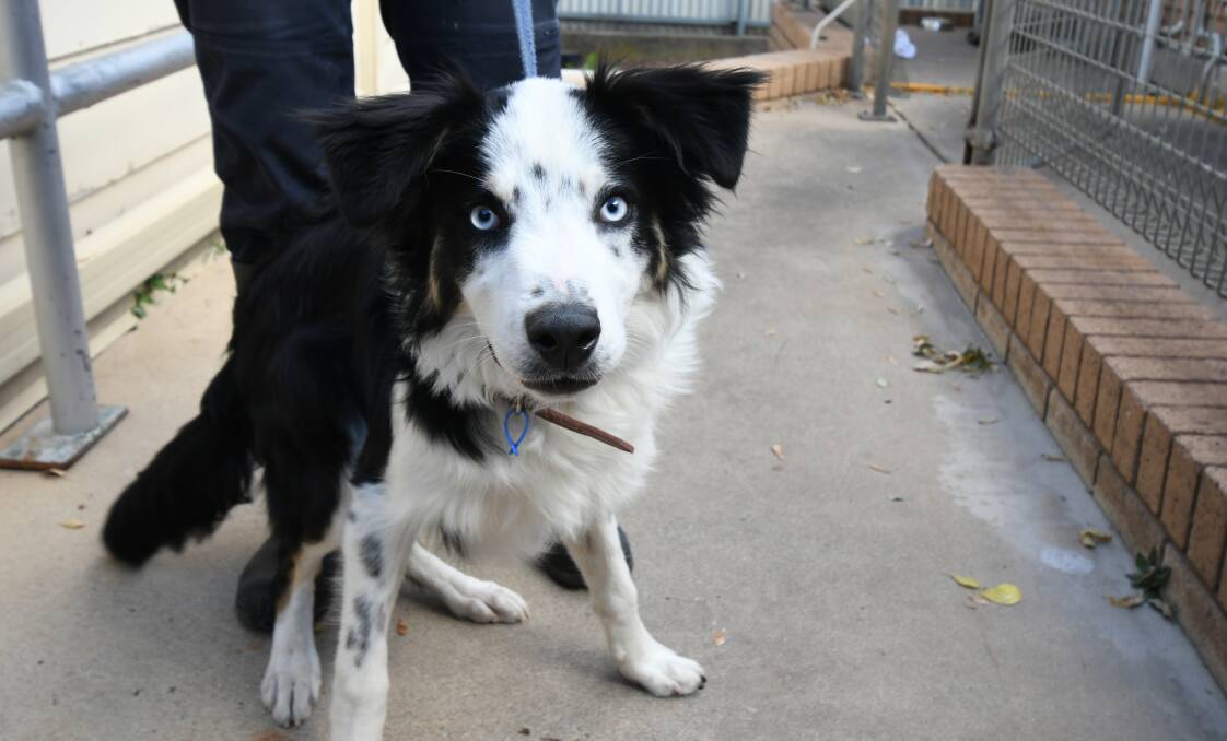 LOVES ATTENTION: Tricolour border collie mixed-breed Prince has beautiful blue eyes. Photo: JUDE KEOGH
