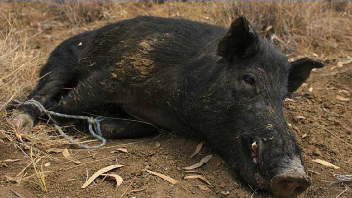 SWINE SURVEILLANCE: Central Tablelands Local Land Services is asking landholders who are trapping wild pigs to get in touch so they can test for diseases that can harm people, livestock and dogs. 
