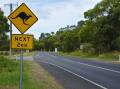 A file picture of a kangaroo warning sign. Picture courtesy Shutterstock