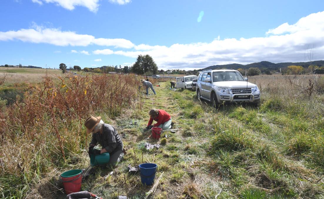 PLANTING: Volunteers planted a range of trees, shrubs and grasses alongside the creek in CSUs Risky Paddock. Photo: CARLA FREEDMAN